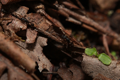 Neivamyrmex cristatus · iNaturalist