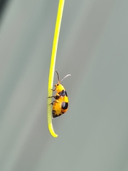 Aulacophora hilaris