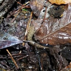 Desmognathus apalachicolae