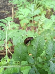 Chrysolina aurichalcea
