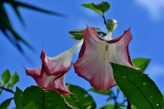 Brugmansia suaveolens