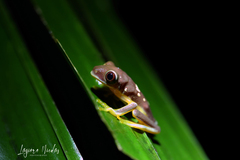 Agalychnis spurrelli