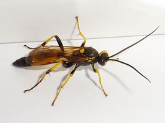 Ichneumon confusor