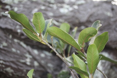 Ficus burkei