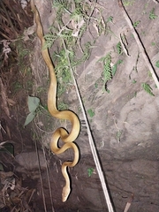 Corallus ruschenbergerii