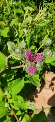 Arctium tomentosum