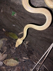 Corallus ruschenbergerii