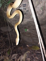 Corallus ruschenbergerii