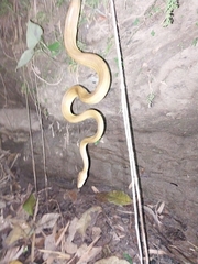 Corallus ruschenbergerii