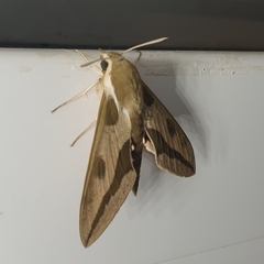 Hyles nicaea