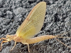 Ephemera orientalis
