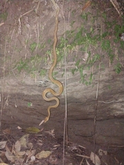 Corallus ruschenbergerii