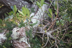 Ficus burkei