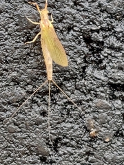 Ephemera orientalis