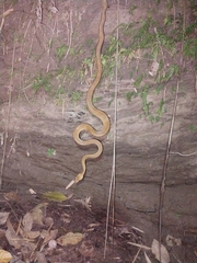 Corallus ruschenbergerii