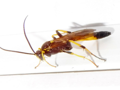 Ichneumon confusor