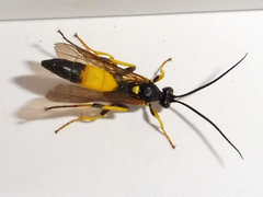Ichneumon confusor