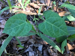 Phaseolus polystachios