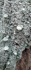Cladonia pyxidata