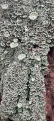 Cladonia pyxidata