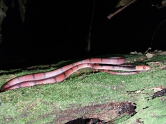 Siphlophis compressus