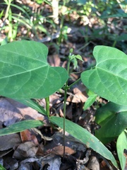 Phaseolus polystachios