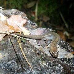 Desmognathus apalachicolae