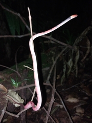 Siphlophis compressus