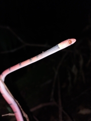 Siphlophis compressus