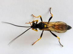 Ichneumon confusor