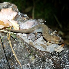 Desmognathus apalachicolae