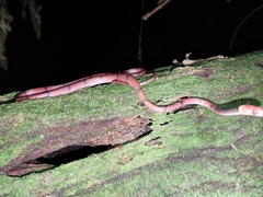 Siphlophis compressus