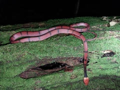 Siphlophis compressus