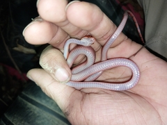 Siphlophis compressus