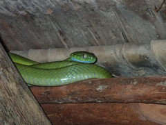 Boiga cyanea