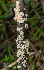 Marasmiellus