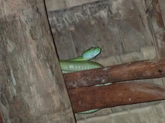 Boiga cyanea
