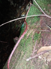 Siphlophis compressus