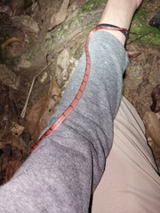 Siphlophis compressus