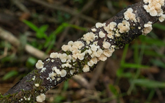 Marasmiellus