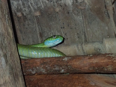 Boiga cyanea