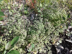 Thalictrum foetidum