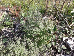 Thalictrum foetidum