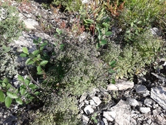 Thalictrum foetidum