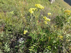 Patrinia rupestris