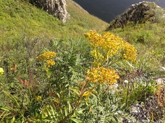 Patrinia rupestris