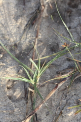 Hemarthria altissima