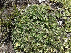 Potentilla acaulis