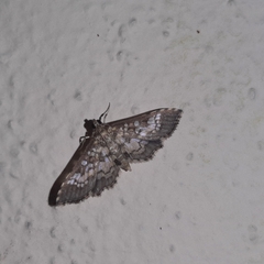 Nomophilini