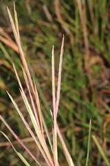 Hemarthria altissima